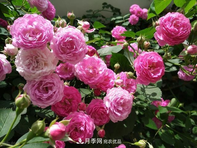 月季無(wú)土栽培，大大提高觀(guān)賞價(jià)值，月季的栽培技術(shù)(圖1)