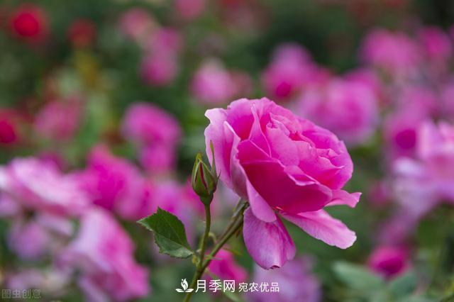 月季無(wú)土栽培，大大提高觀(guān)賞價(jià)值，月季的栽培技術(shù)(圖2)