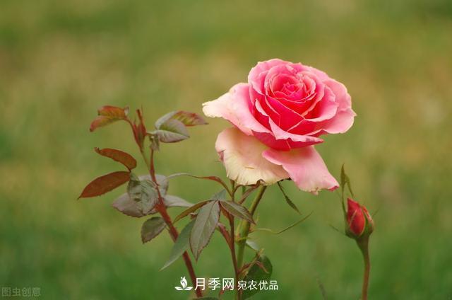 月季無(wú)土栽培，大大提高觀(guān)賞價(jià)值，月季的栽培技術(shù)(圖3)