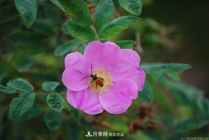 月季的前世今生 | 假如中國月季沒(méi)有傳入歐洲(圖23)