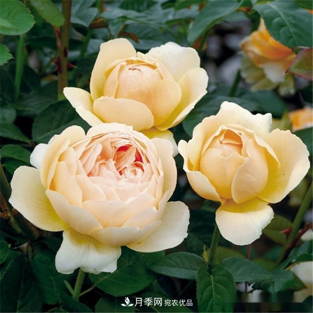 夏天月季為什么往往開(kāi)得不太好？原因都在這里(圖1)