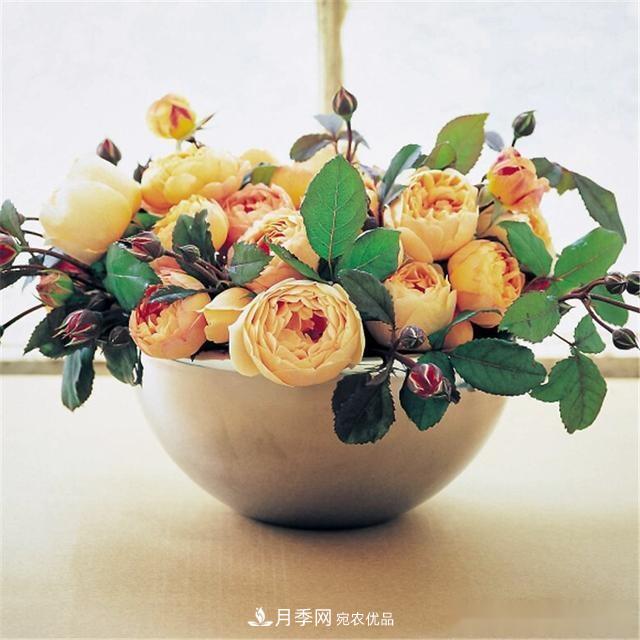 夏天月季為什么往往開(kāi)得不太好？原因都在這里(圖2)