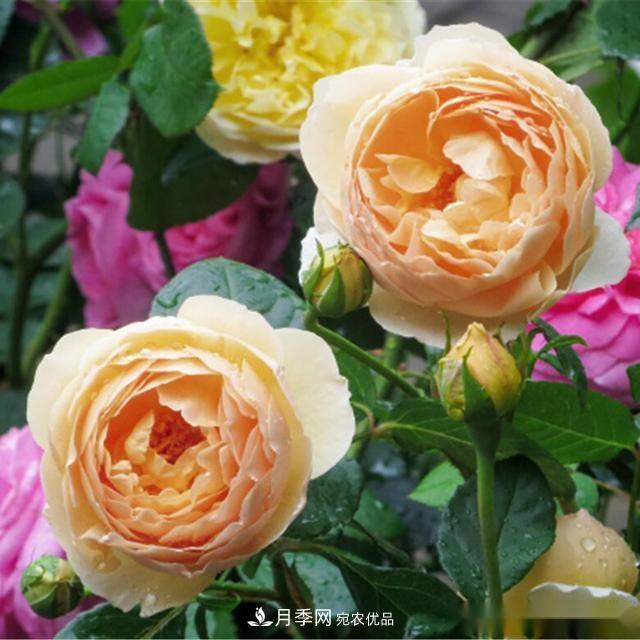 夏天月季為什么往往開(kāi)得不太好？原因都在這里(圖4)