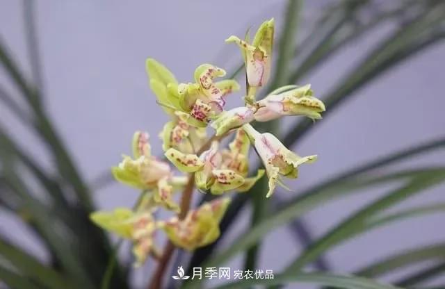 假花開(kāi)始橫行，擦亮眼睛，秋天這3種***容易造假(圖7)