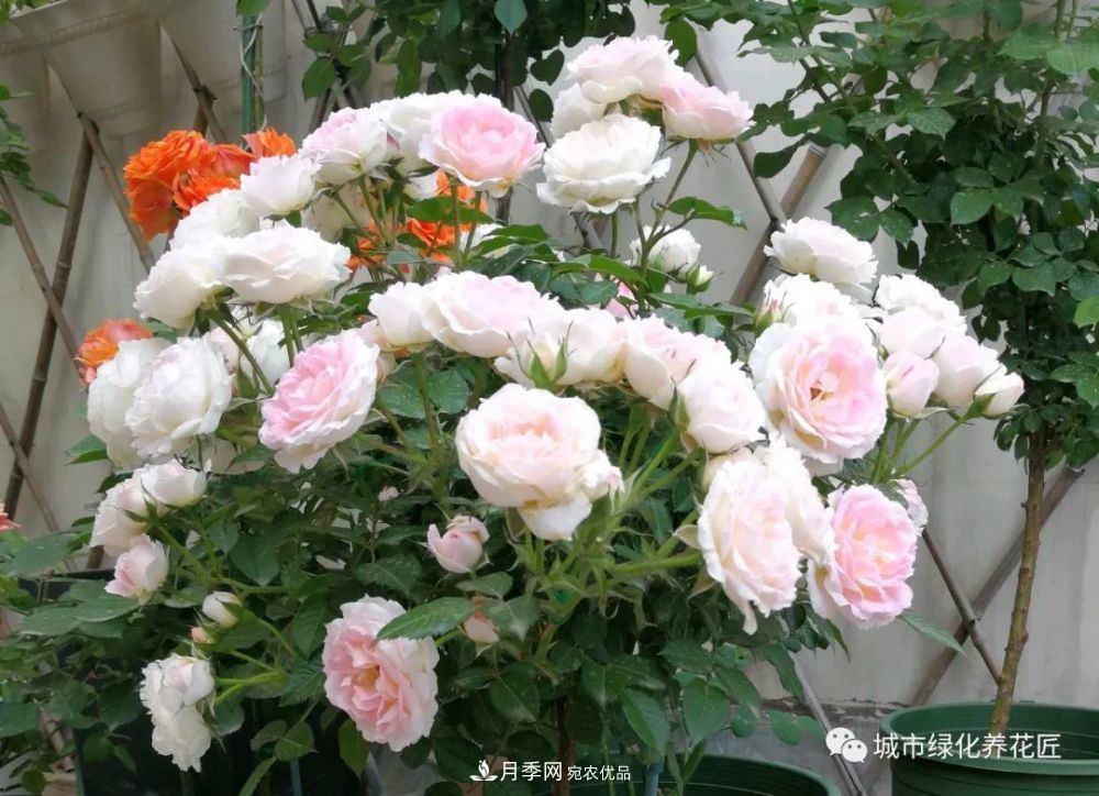 月季基礎知識：月季肥害，月季藥害，月季薊馬危害的基本特征(圖2)