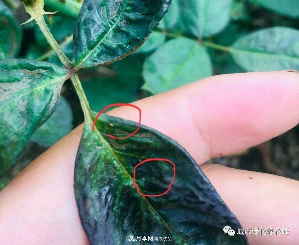 月季基礎知識：月季肥害，月季藥害，月季薊馬危害的基本特征(圖5)