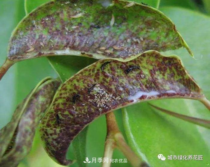 月季基礎知識：月季肥害，月季藥害，月季薊馬危害的基本特征(圖6)