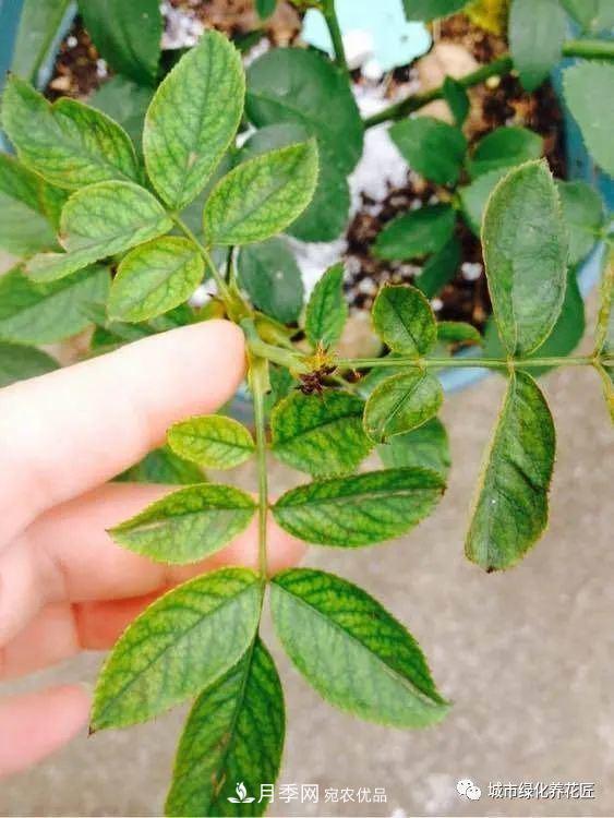 月季基礎知識：月季肥害，月季藥害，月季薊馬危害的基本特征(圖8)