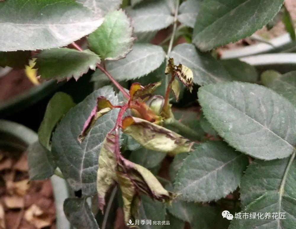 月季基礎知識：月季肥害，月季藥害，月季薊馬危害的基本特征(圖9)
