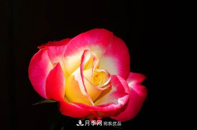 月季太美，哪一種月季的芳香，能讓你的嗅覺(jué)感到幸福？(圖7)
