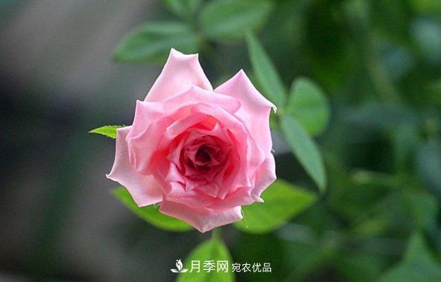 月季太美，哪一種月季的芳香，能讓你的嗅覺(jué)感到幸福？(圖6)