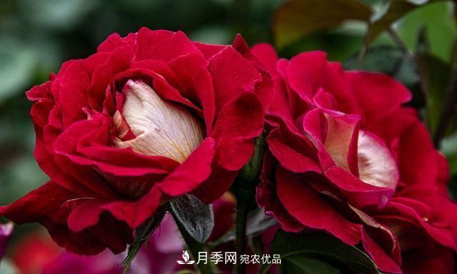 月季太美，哪一種月季的芳香，能讓你的嗅覺(jué)感到幸福？(圖5)