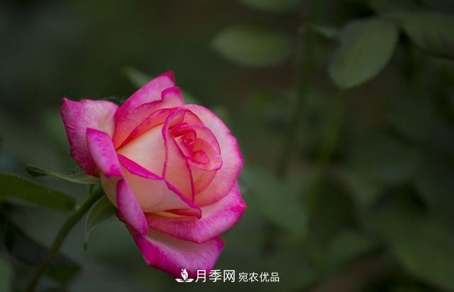 月季太美，哪一種月季的芳香，能讓你的嗅覺(jué)感到幸福？(圖1)