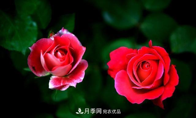 月季太美，哪一種月季的芳香，能讓你的嗅覺(jué)感到幸福？(圖2)