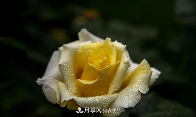 月季太美，哪一種月季的芳香，能讓你的嗅覺(jué)感到幸福？(圖3)