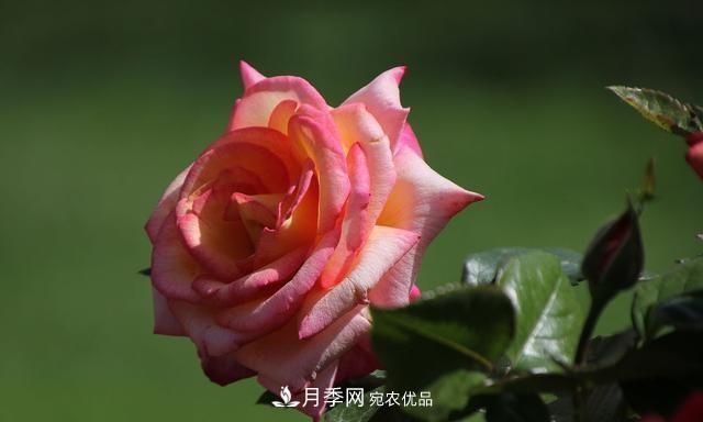 月季太美，哪一種月季的芳香，能讓你的嗅覺(jué)感到幸福？(圖4)