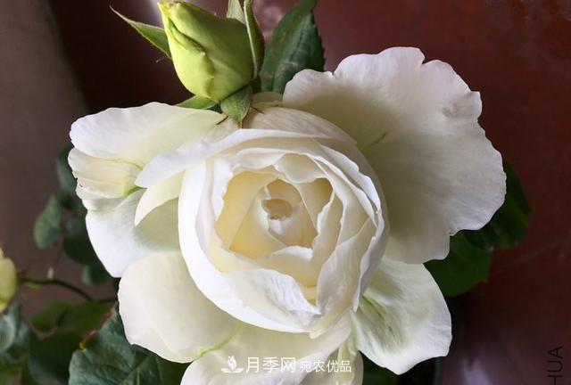 月季太美，哪一種月季的芳香，能讓你的嗅覺(jué)感到幸福？(圖8)