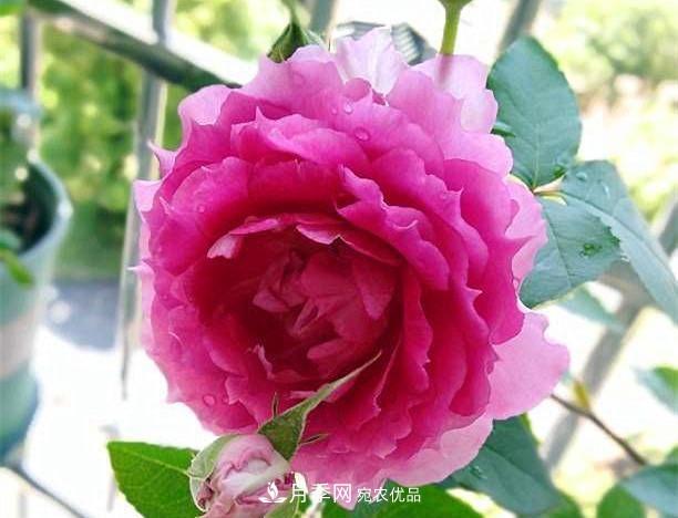 月季太美，哪一種月季的芳香，能讓你的嗅覺(jué)感到幸福？(圖9)