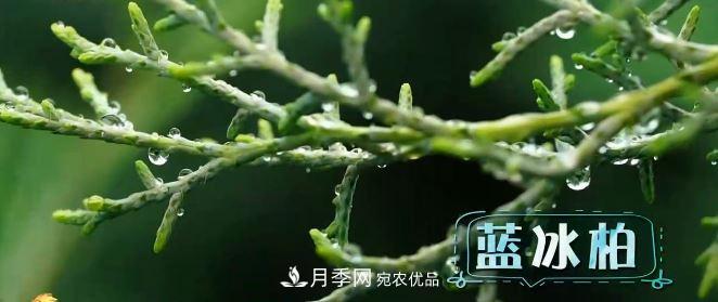 河南商丘男子種苗木，半年營(yíng)業(yè)額達3000萬(wàn)(圖5)
