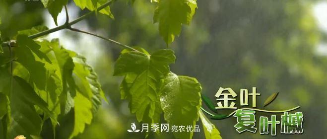河南商丘男子種苗木，半年營(yíng)業(yè)額達3000萬(wàn)(圖6)
