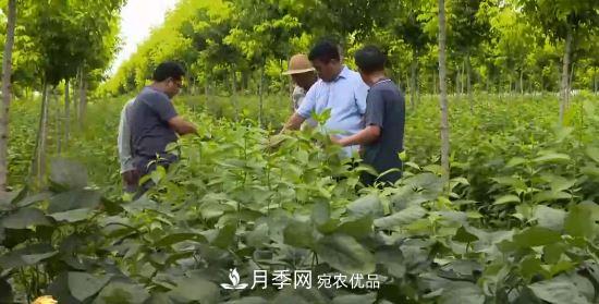 河南商丘男子種苗木，半年營(yíng)業(yè)額達3000萬(wàn)(圖1)