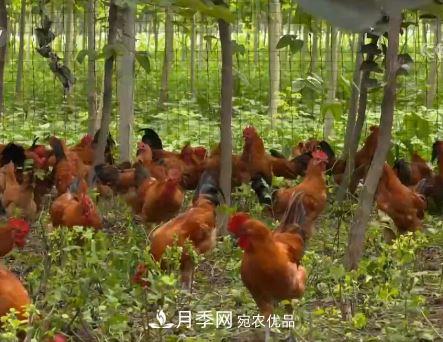 河南商丘男子種苗木，半年營(yíng)業(yè)額達3000萬(wàn)(圖11)
