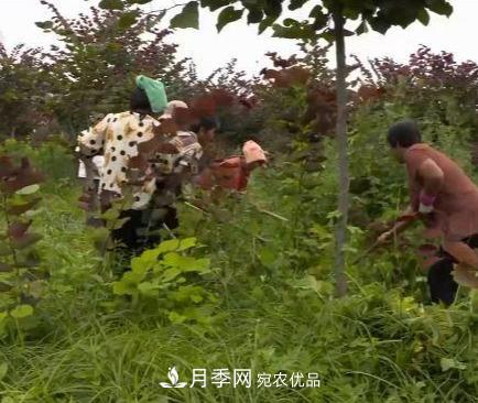河南商丘男子種苗木，半年營(yíng)業(yè)額達3000萬(wàn)(圖9)