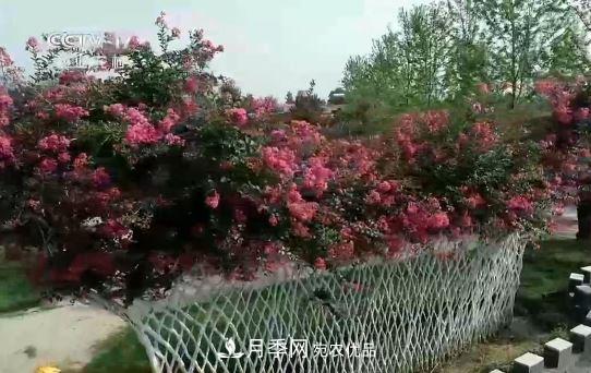 河南商丘男子種苗木，半年營(yíng)業(yè)額達3000萬(wàn)(圖12)