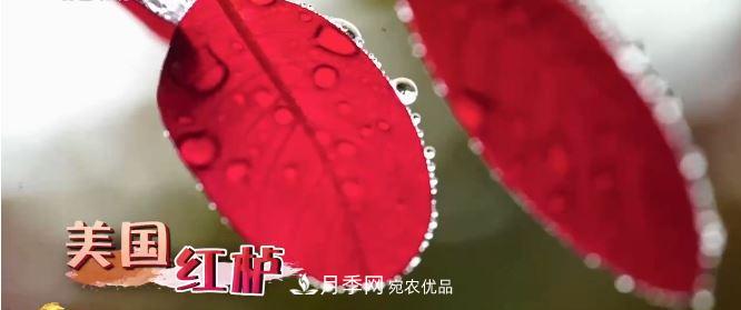 河南商丘男子種苗木，半年營(yíng)業(yè)額達3000萬(wàn)(圖7)