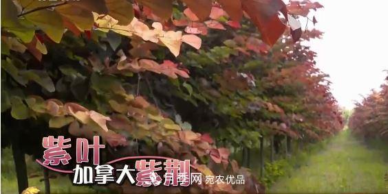 河南商丘男子種苗木，半年營(yíng)業(yè)額達3000萬(wàn)(圖8)