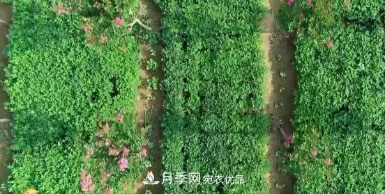 河南商丘男子種苗木，半年營(yíng)業(yè)額達3000萬(wàn)(圖10)