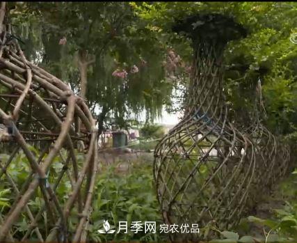 河南商丘男子種苗木，半年營(yíng)業(yè)額達3000萬(wàn)(圖13)