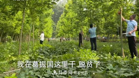河南商丘男子種苗木，半年營(yíng)業(yè)額達3000萬(wàn)(圖15)