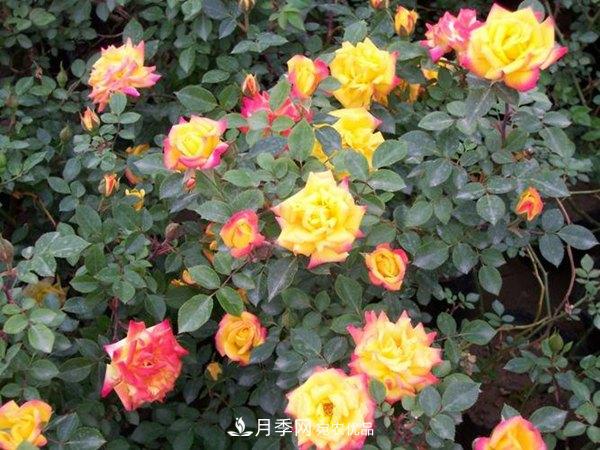 藤本月季蟲(chóng)災有哪些？怎么進(jìn)行防治？(圖1)