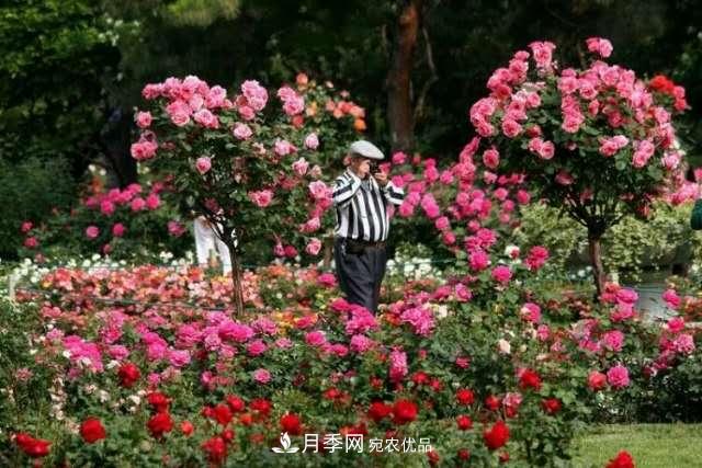 樹(shù)狀月季在園林景觀(guān)中的廣泛應用(圖1)