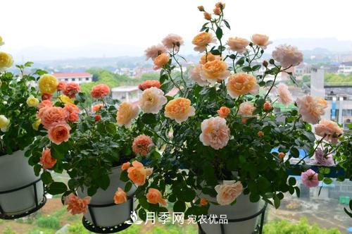 8月養月季花，做好4件事，不愁秋天沒(méi)花賞(圖2)