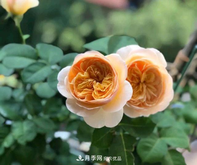 月季花順利凋謝，我修剪的月季株形怎么樣？(圖3)