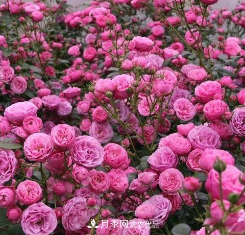5種勤花月季，開(kāi)花一茬接一茬，花量大還抗病，值得擁有！(圖2)