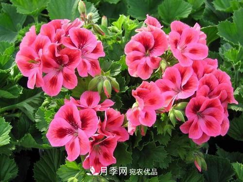 陽(yáng)臺再小，也要養4種花，種一次年年有花賞，花期群花爭艷！(圖4)