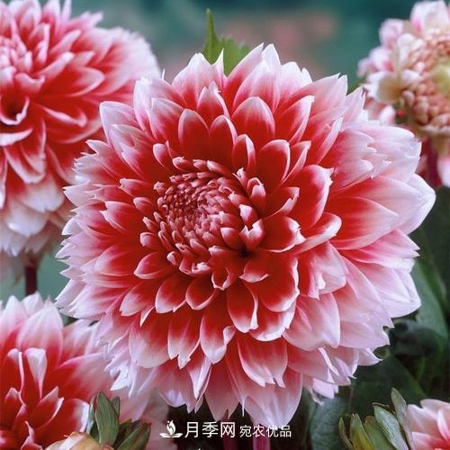 陽(yáng)臺再小，也要養4種花，種一次年年有花賞，花期群花爭艷！(圖7)