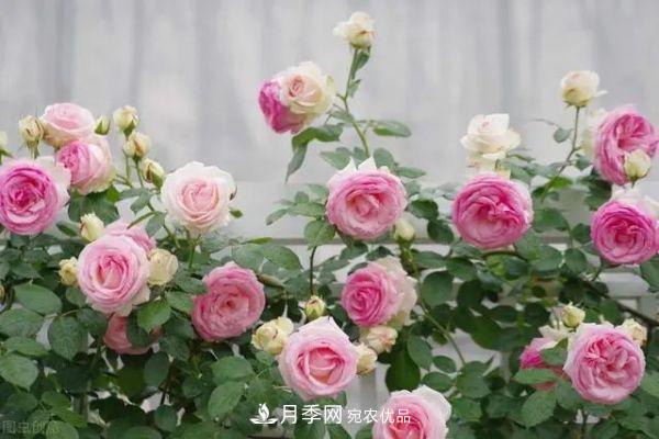 南方地區為什么養不好藤本月季？3個(gè)原因，各個(gè)都很“致命”(圖1)
