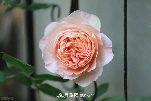 南方地區為什么養不好藤本月季？3個(gè)原因，各個(gè)都很“致命”(圖2)