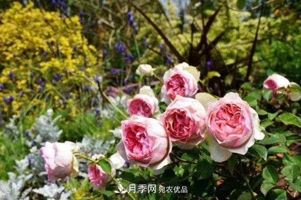 南方地區為什么養不好藤本月季？3個(gè)原因，各個(gè)都很“致命”(圖4)