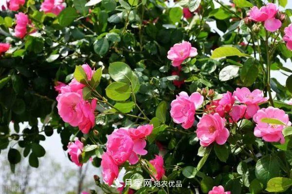 南方地區為什么養不好藤本月季？3個(gè)原因，各個(gè)都很“致命”(圖5)