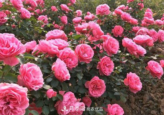 3種花，分別是花中之王、花中之相、花中皇后，哪種才***美的花(圖3)