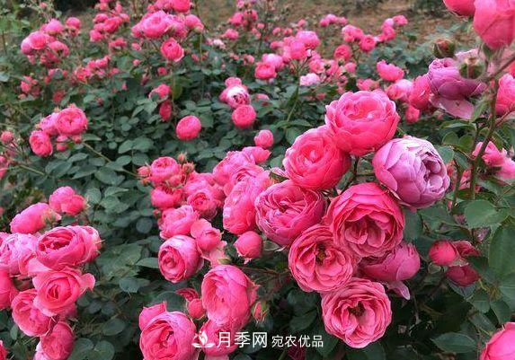 3種花，分別是花中之王、花中之相、花中皇后，哪種才***美的花(圖4)
