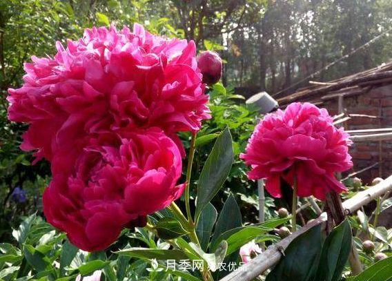 3種花，分別是花中之王、花中之相、花中皇后，哪種才***美的花(圖2)