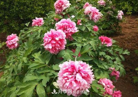 3種花，分別是花中之王、花中之相、花中皇后，哪種才***美的花(圖1)