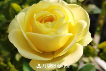 奶油龍沙月季是藤本還是灌木，怎么養？(圖3)