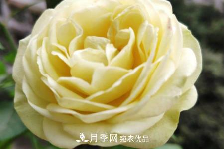 奶油龍沙月季是藤本還是灌木，怎么養？(圖2)